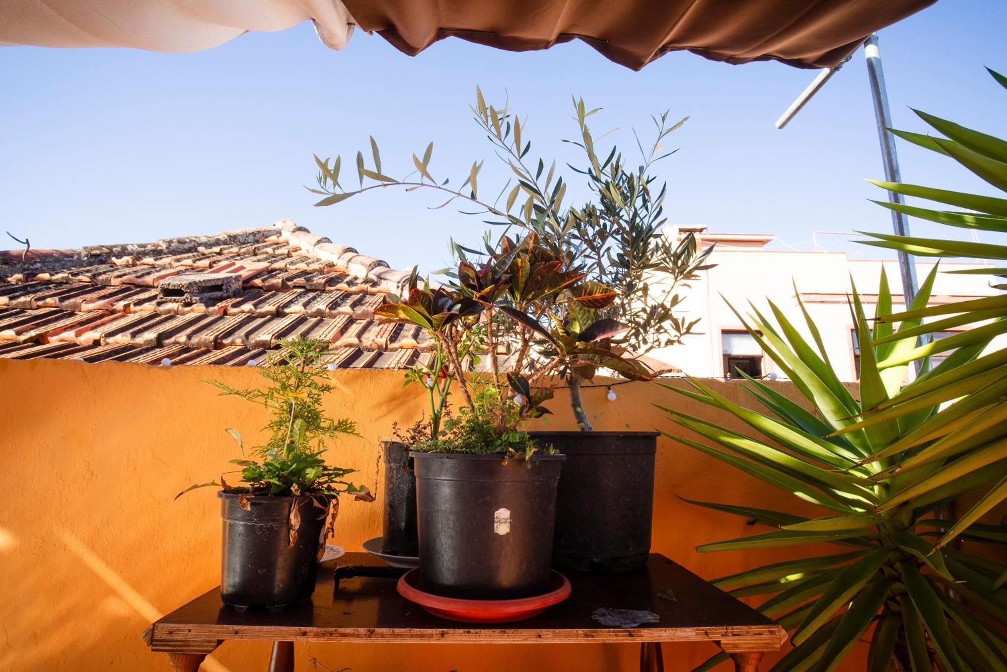 Hostel Tenerife La Orotava Exterior photo